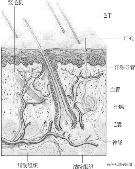 身體皮膚|基礎篇